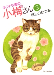 キジトラ猫の小梅さん（3）