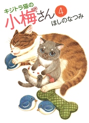 キジトラ猫の小梅さん（4）
