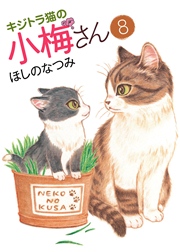 キジトラ猫の小梅さん（8）