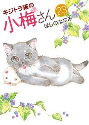 キジトラ猫の小梅さん（23）