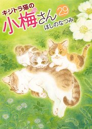 キジトラ猫の小梅さん